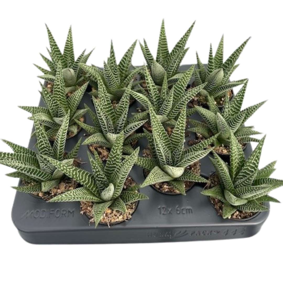 2.5" Hawarthia Limifolia Zebra (Pack 12)