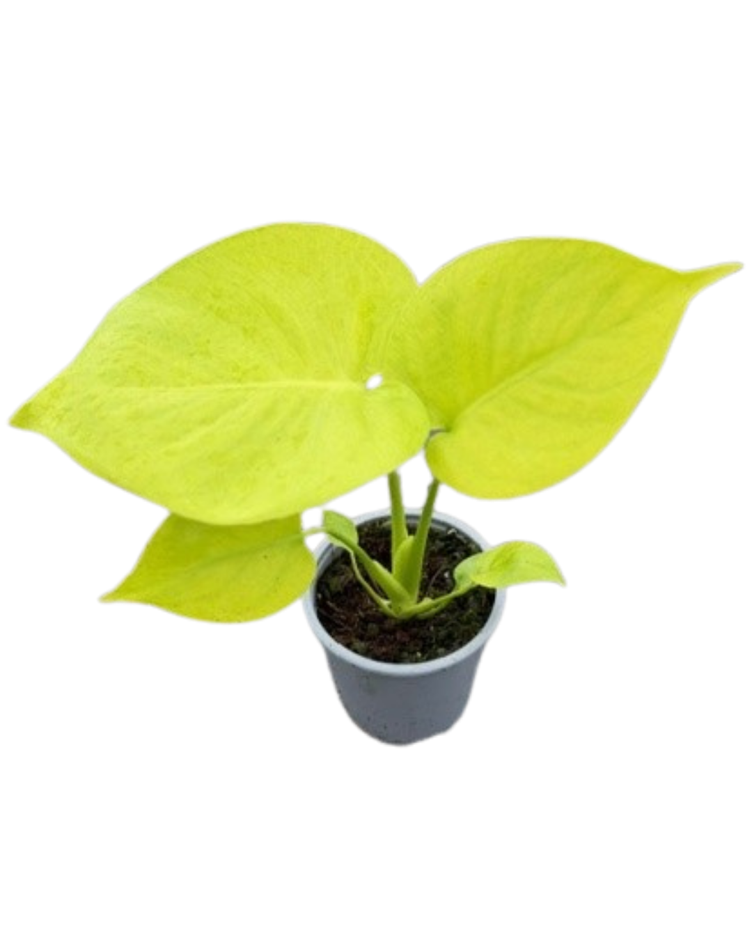 4” Monstera Super Golden