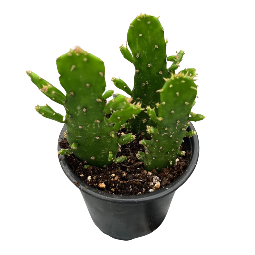4" Opuntia Monacantha