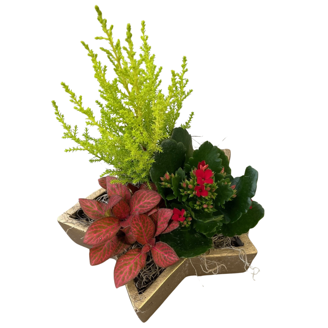 Christmas Medium Tropical Gold Star