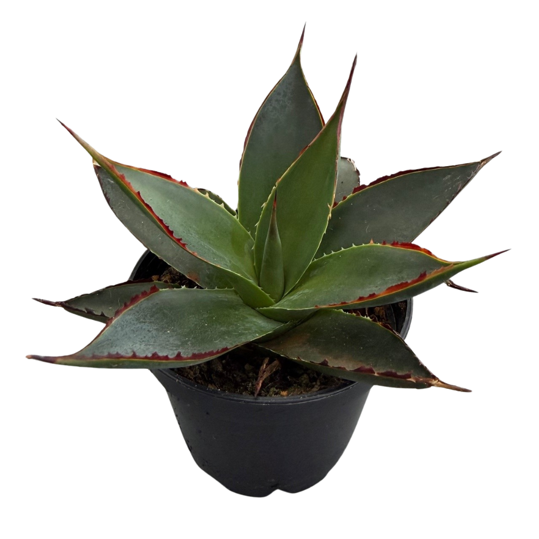 2.5" Agave Shaka Zulu (Pack 28)