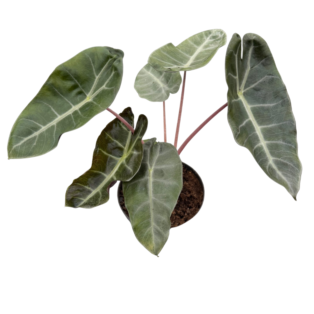 6" Alocasia Pink Dragon
