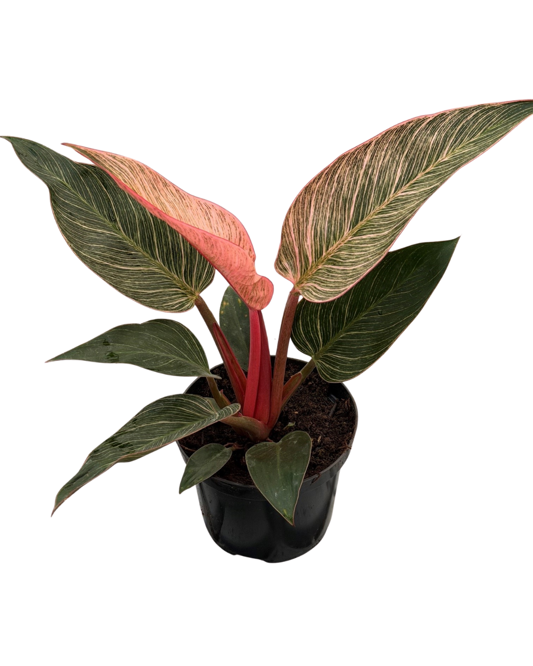 6" Pink Philodendron Birkin