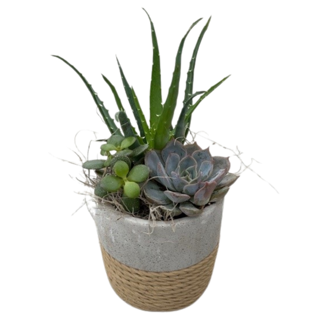 Concrete Succulent Rope Pot