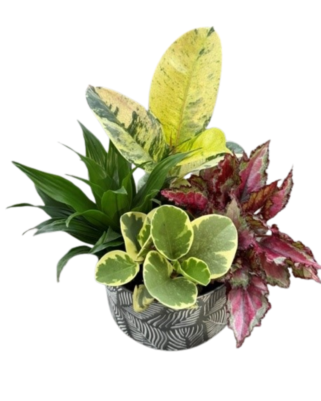 Medium White Leaf Tropical Mix