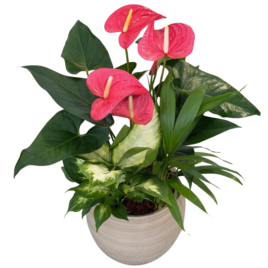Cresta Anthurium Planter