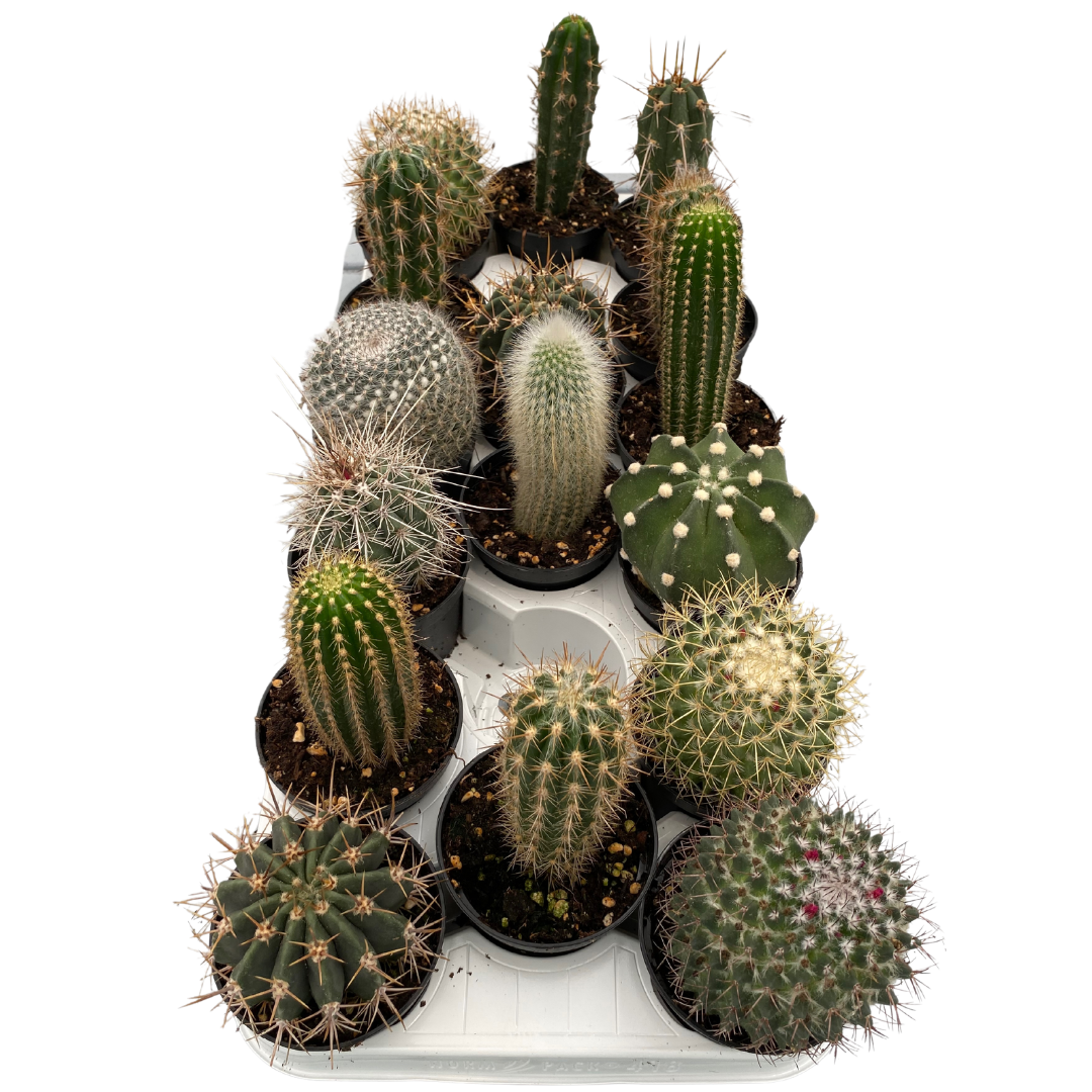 3.5" Cactus Assorted (Pack 16)