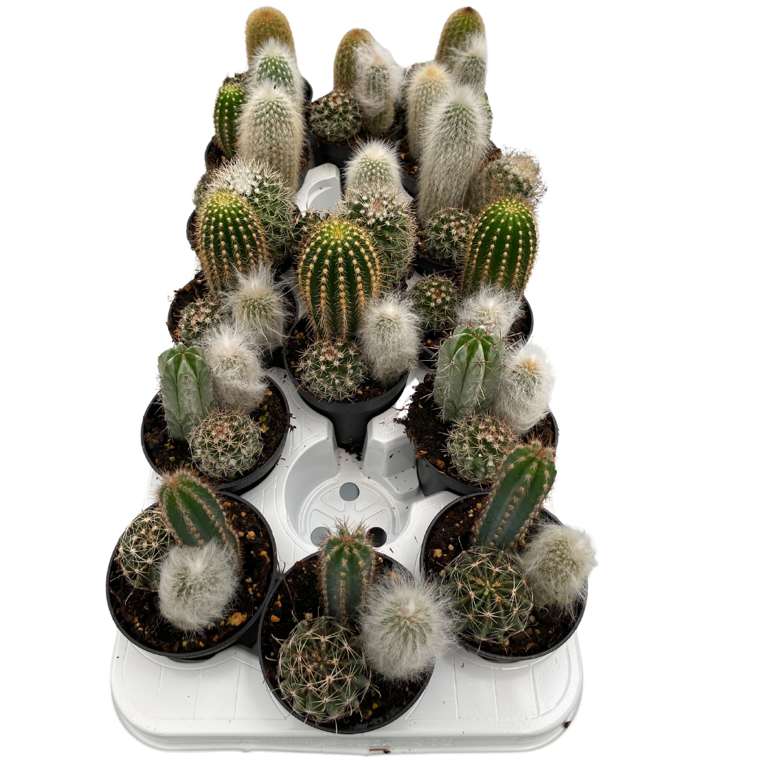 3.5" Assorted Cactus Trio (Pack 16)