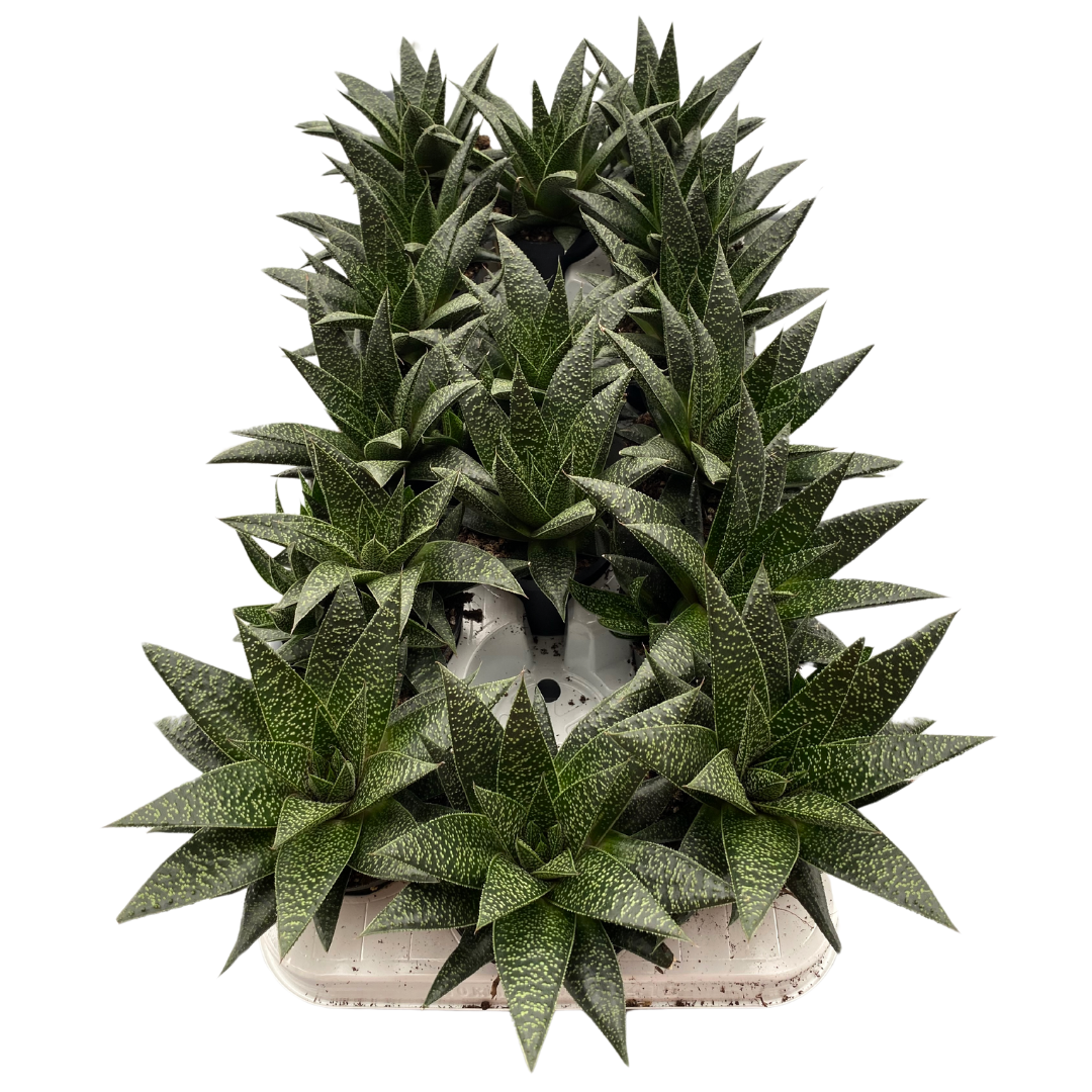 3.5" Gasteria Flow (Pack 16)