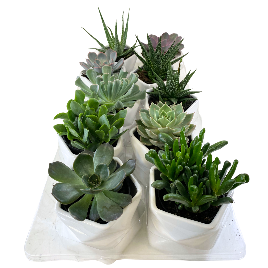 3.5" Succulents In Geometric Ceramic (Pack 10)