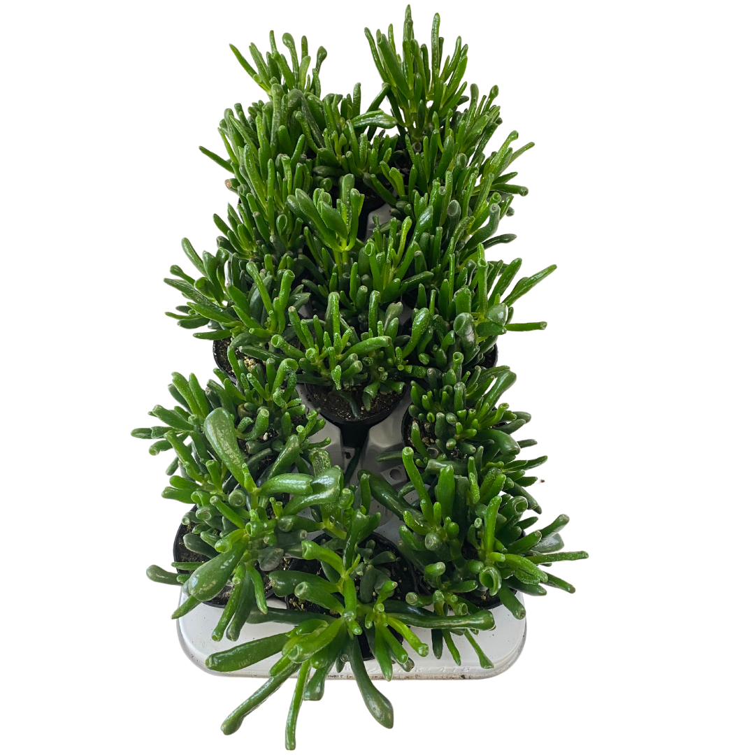 3.5" Crassula Horntree (Pack 16)