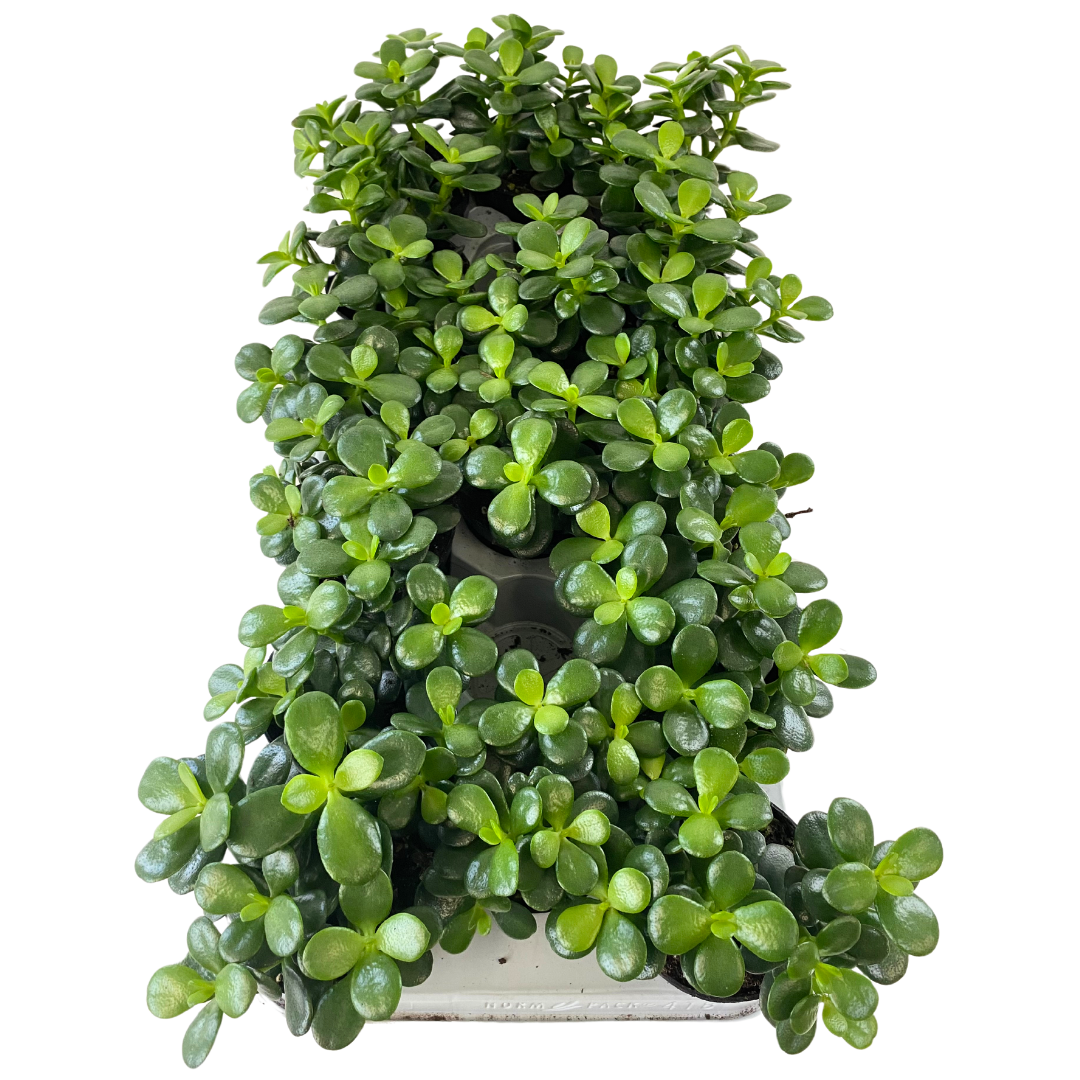 3.5" Crassula Minor (Pack 16)