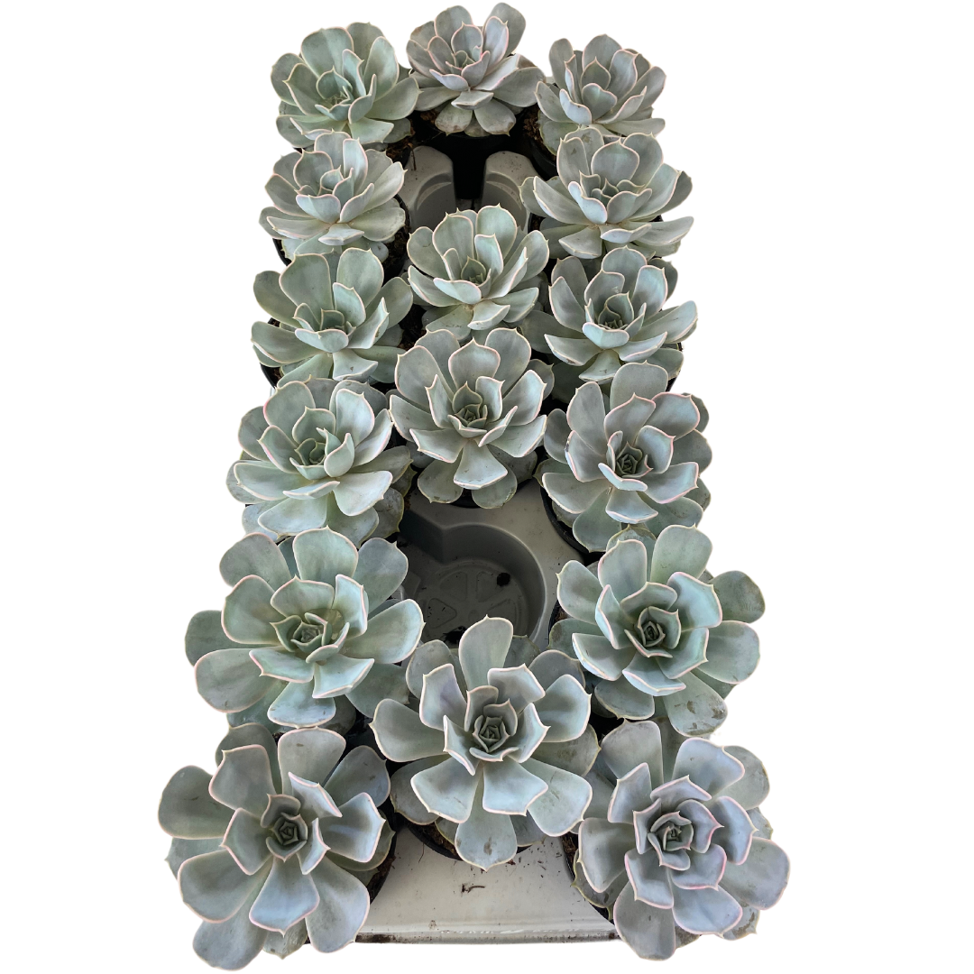 3.5" Echeveria Lilicina (Pack 16)