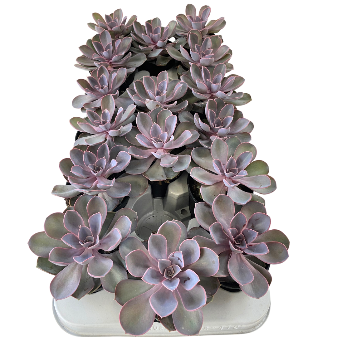 3.5" Echeveria Pearl Von Nuerenburg (Pack 16)