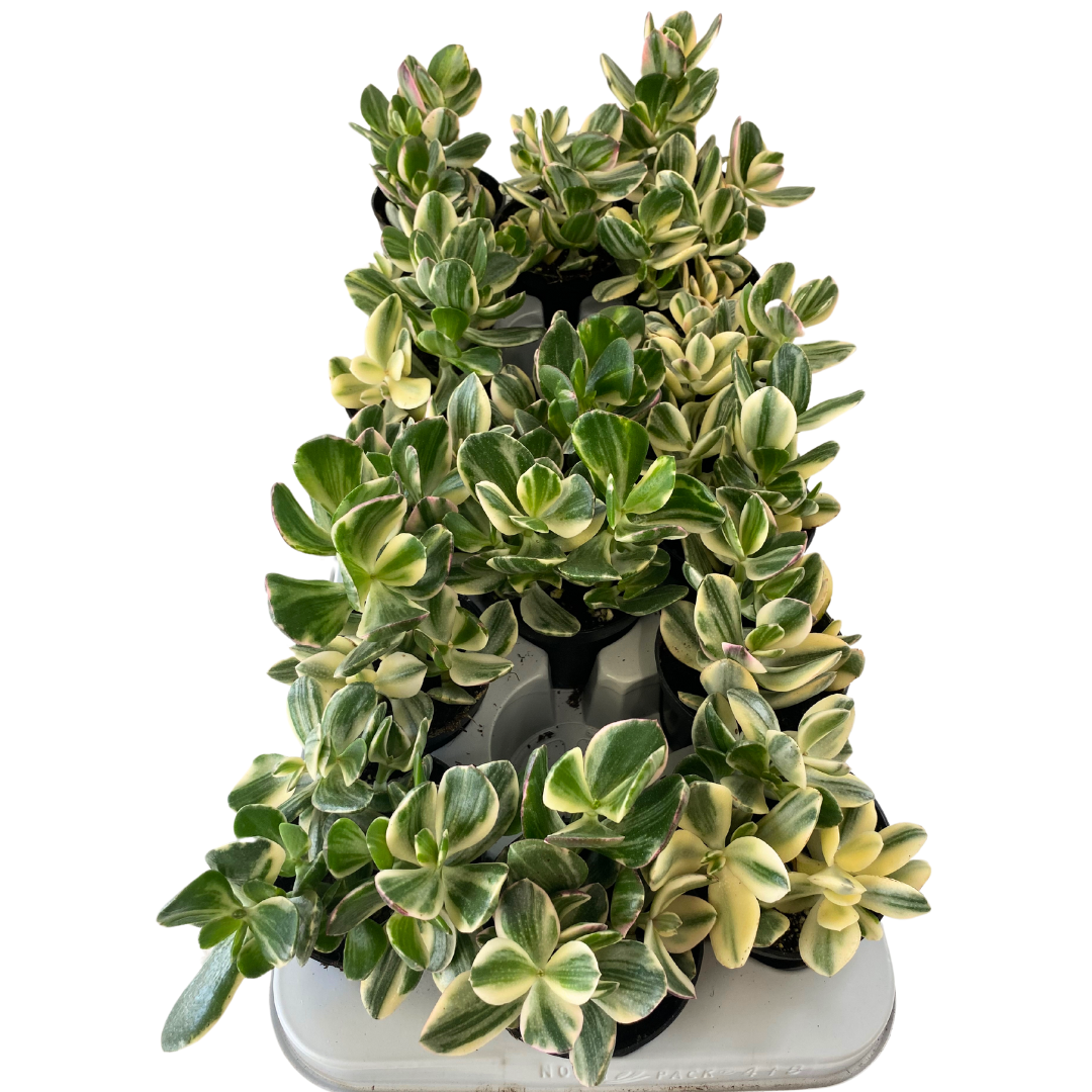 3.5" Crassula Ovata Variegata (Pack 16)