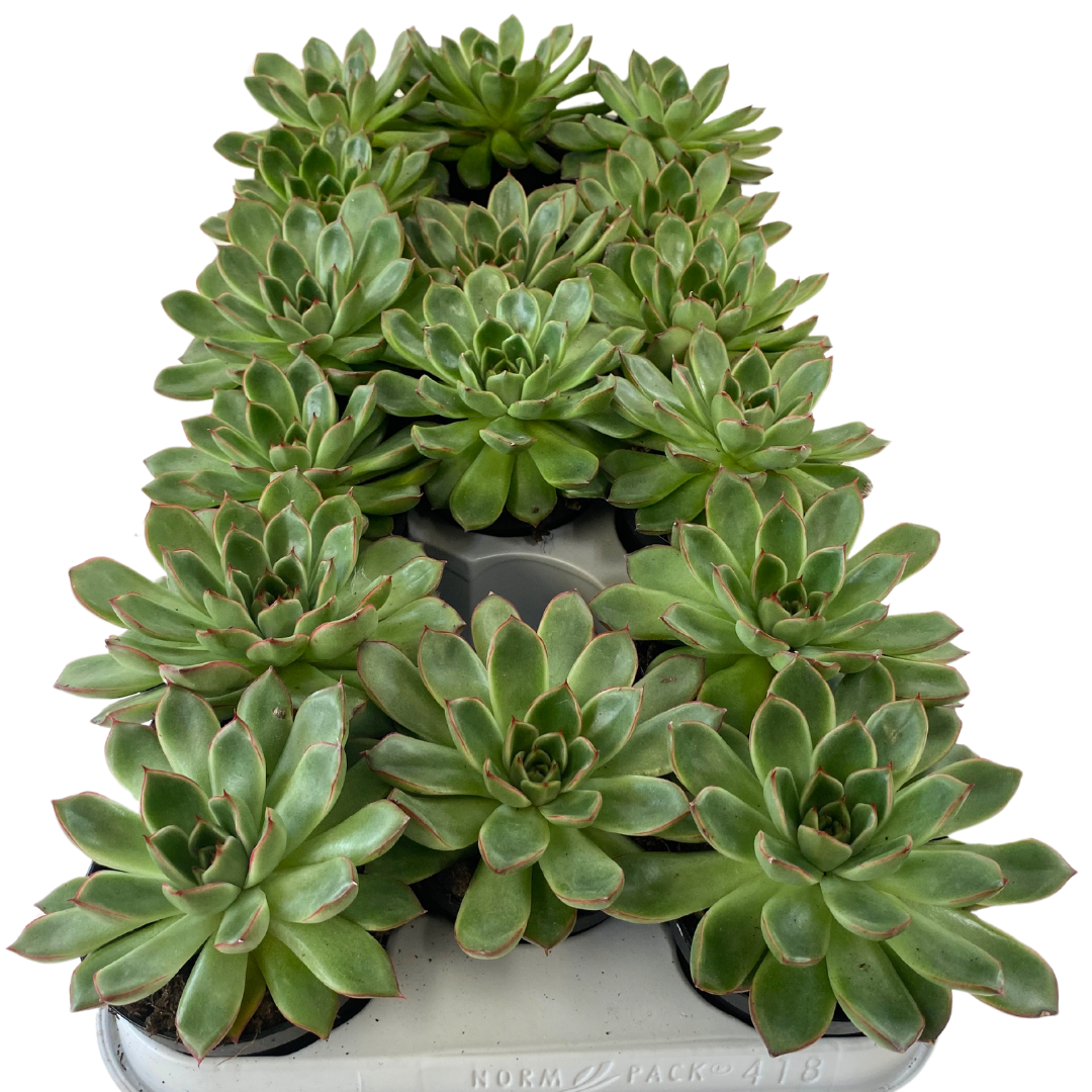 3.5" Echeveria Skater (Pack 16)