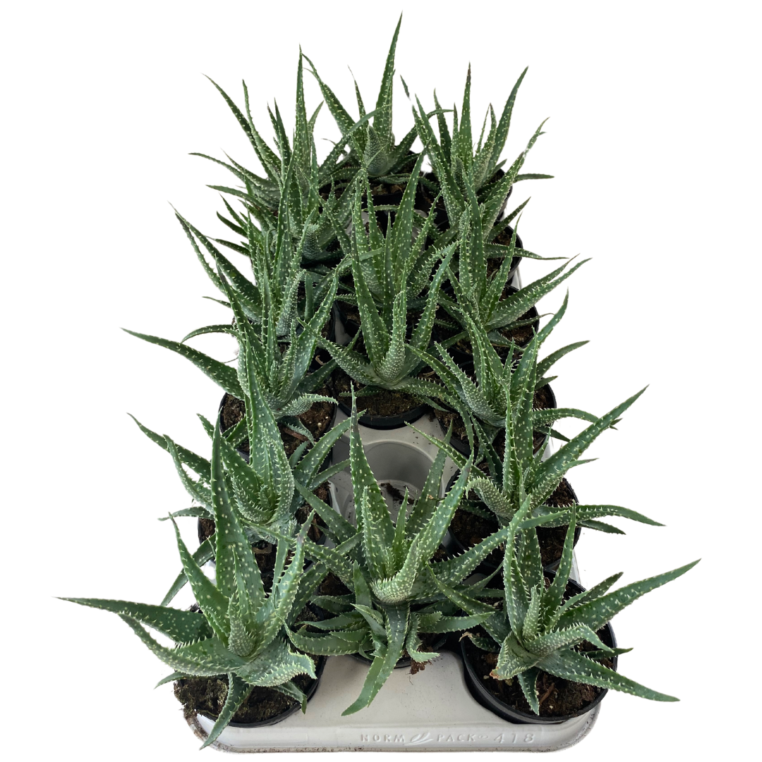 3.5" Aloe Arborescens (Pack 16)