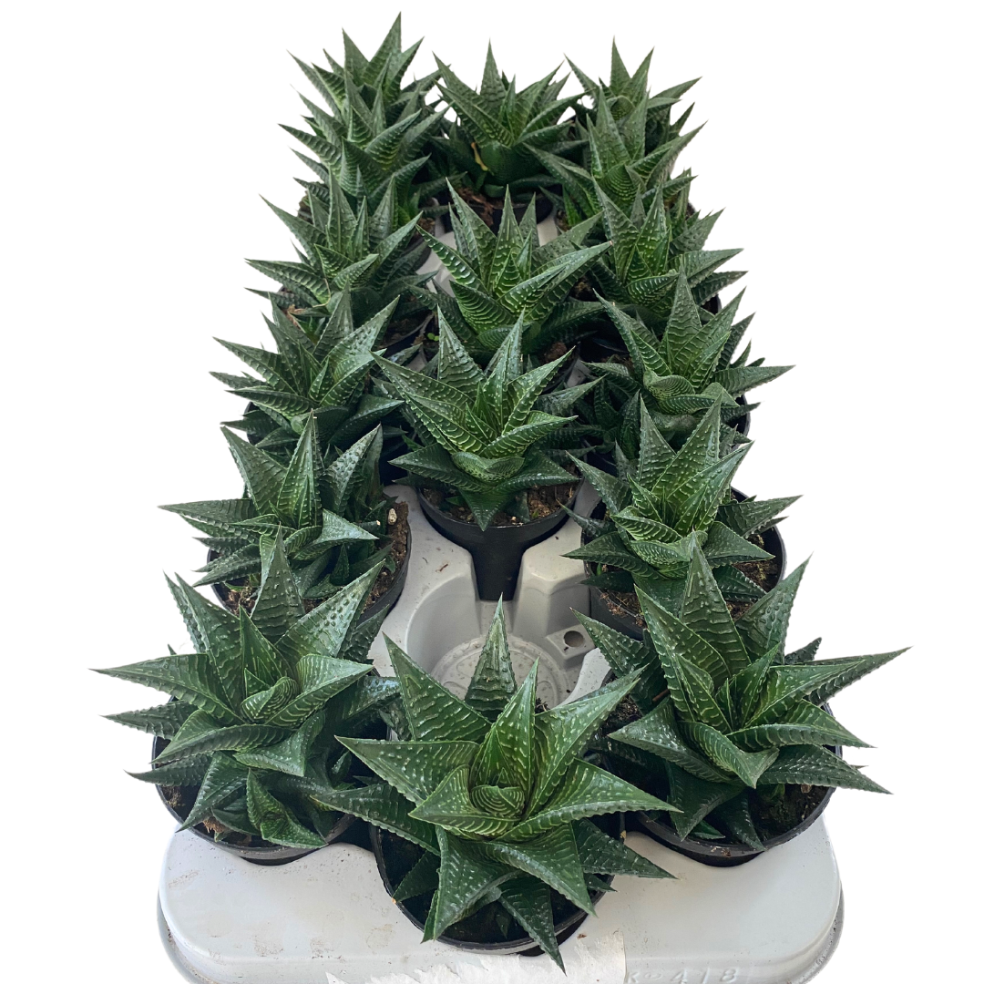 3.5" Hawarthia Limifolia (Pack 16)