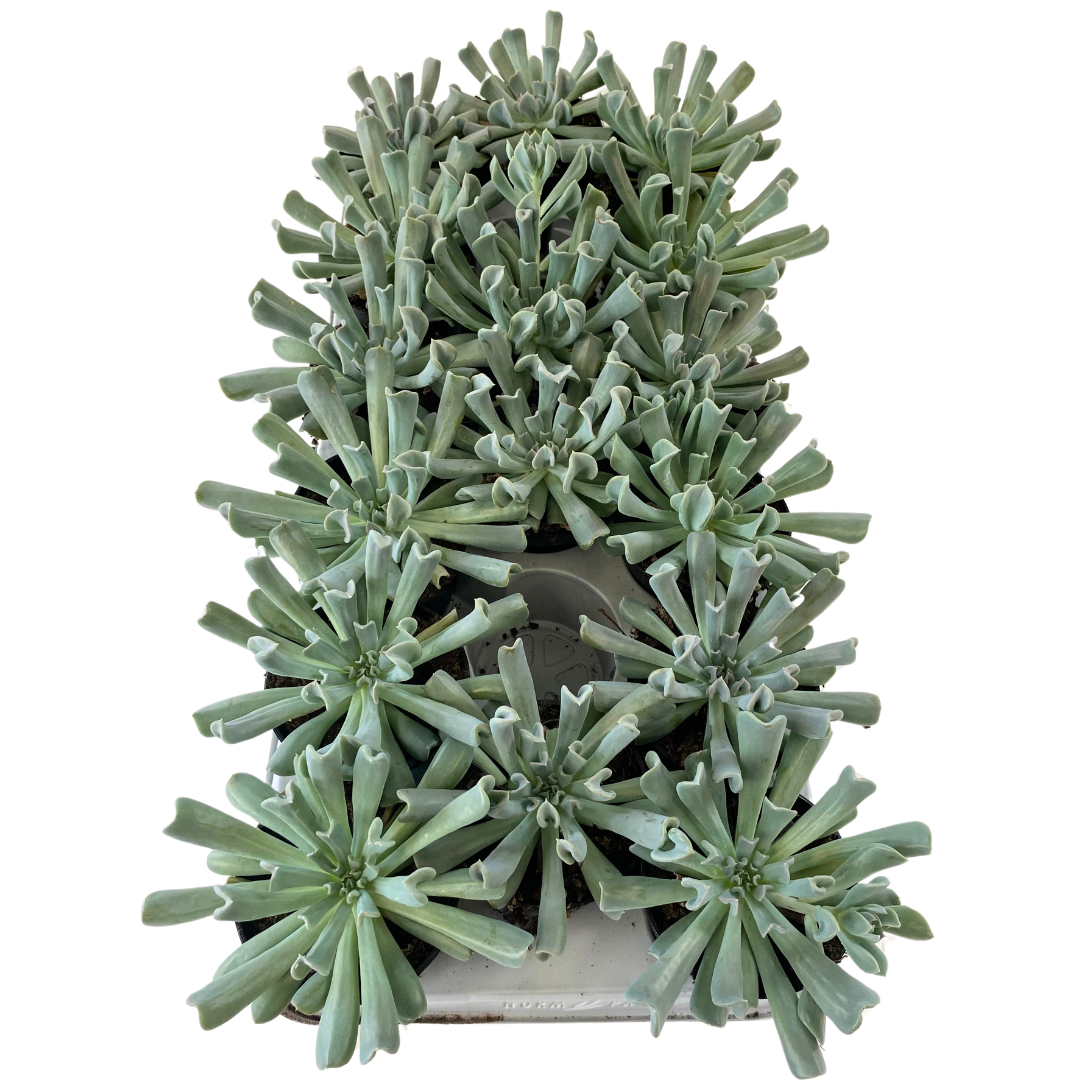 3.5" Echeveria Topsy Turvey (Pack 16)