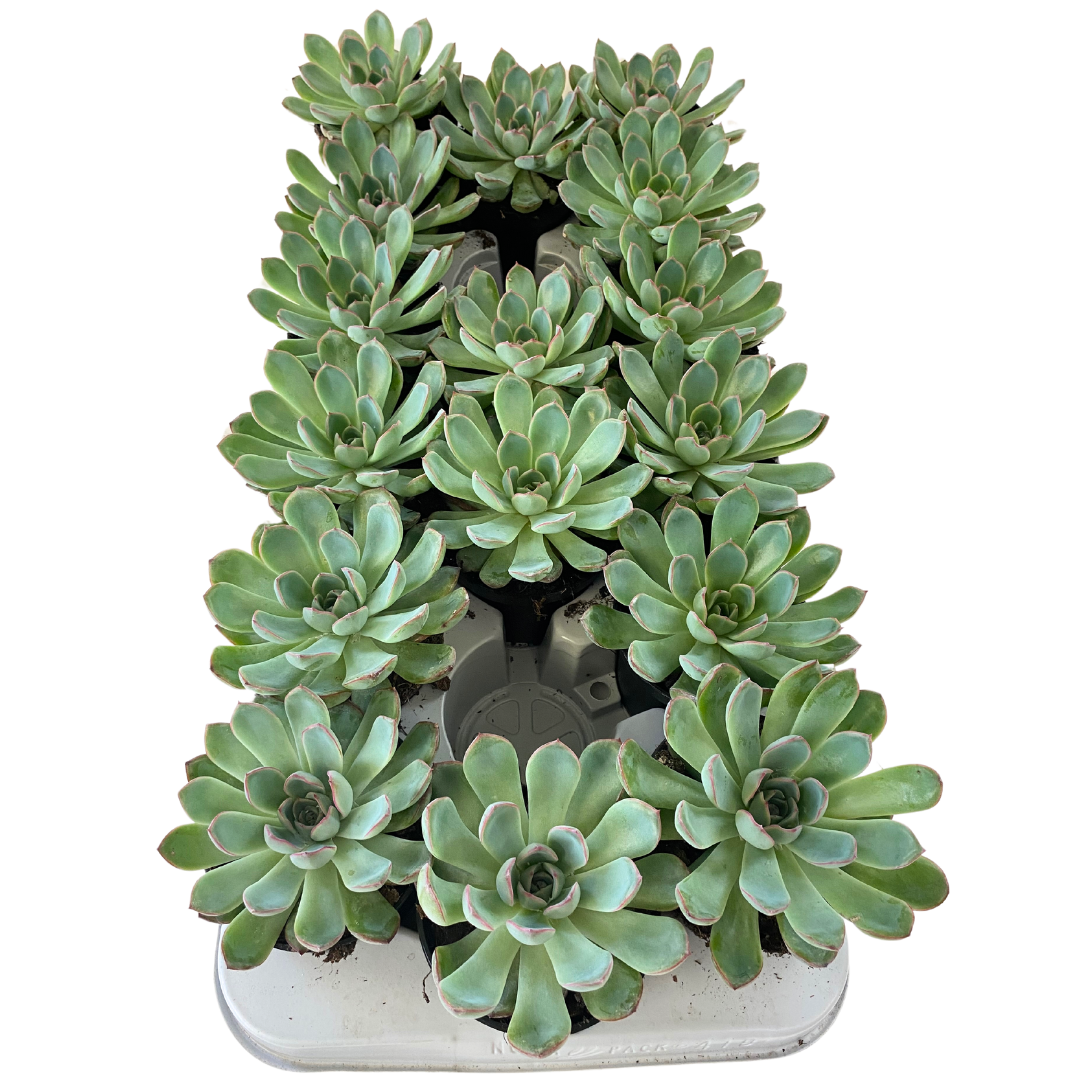 3.5" Echeveria Apus (Pack 16)