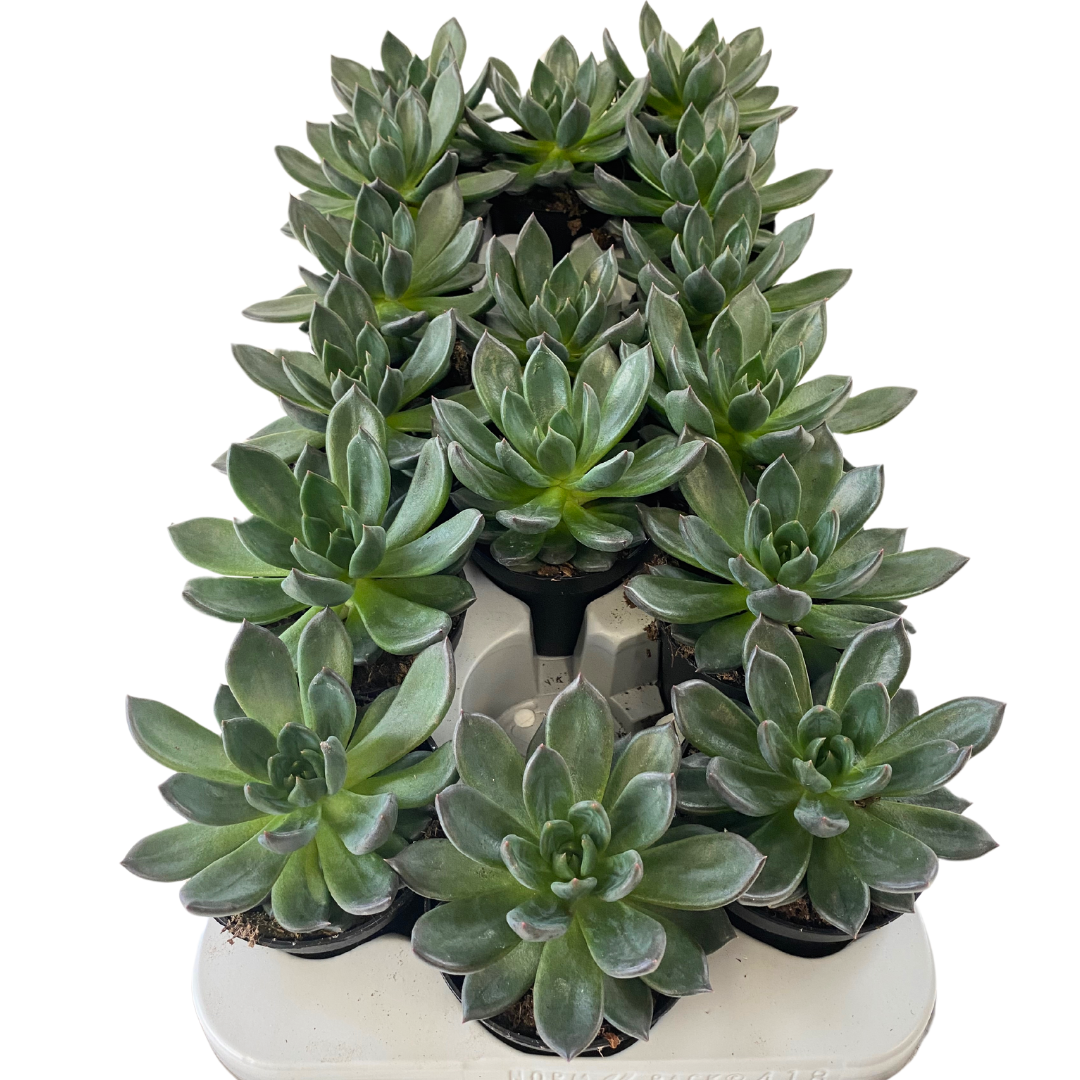 3.5" Echeveria Mamba (Pack 16)