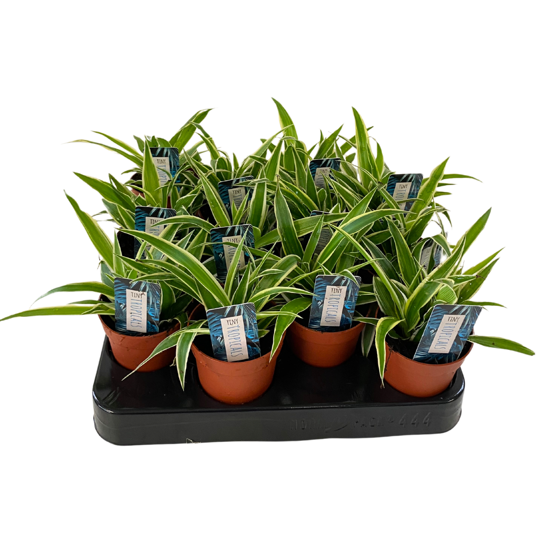 3" Tiny Variegated Spider Plant (Pack 12)