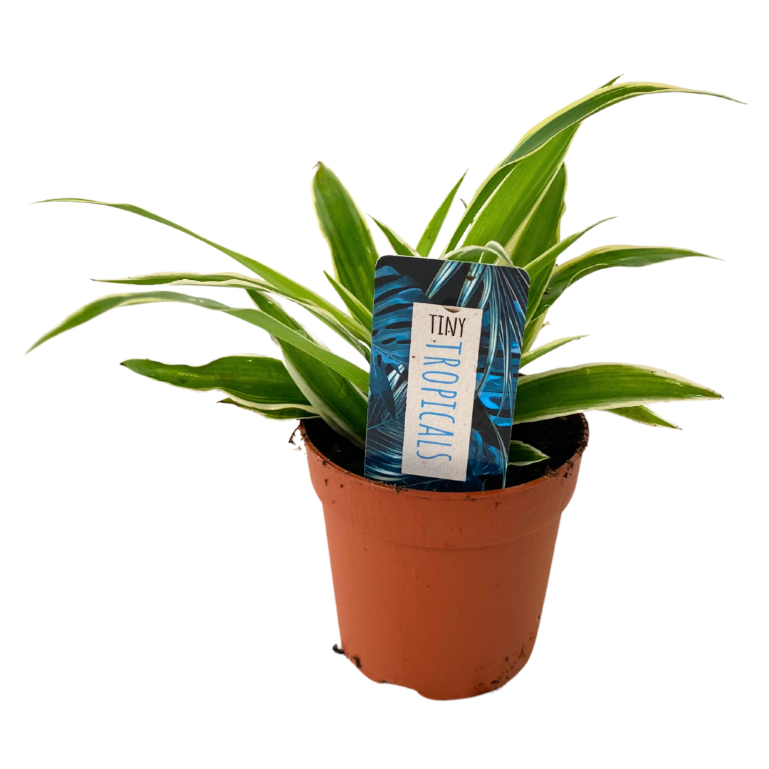 3" Tiny Variegated Spider Plant (Pack 28)