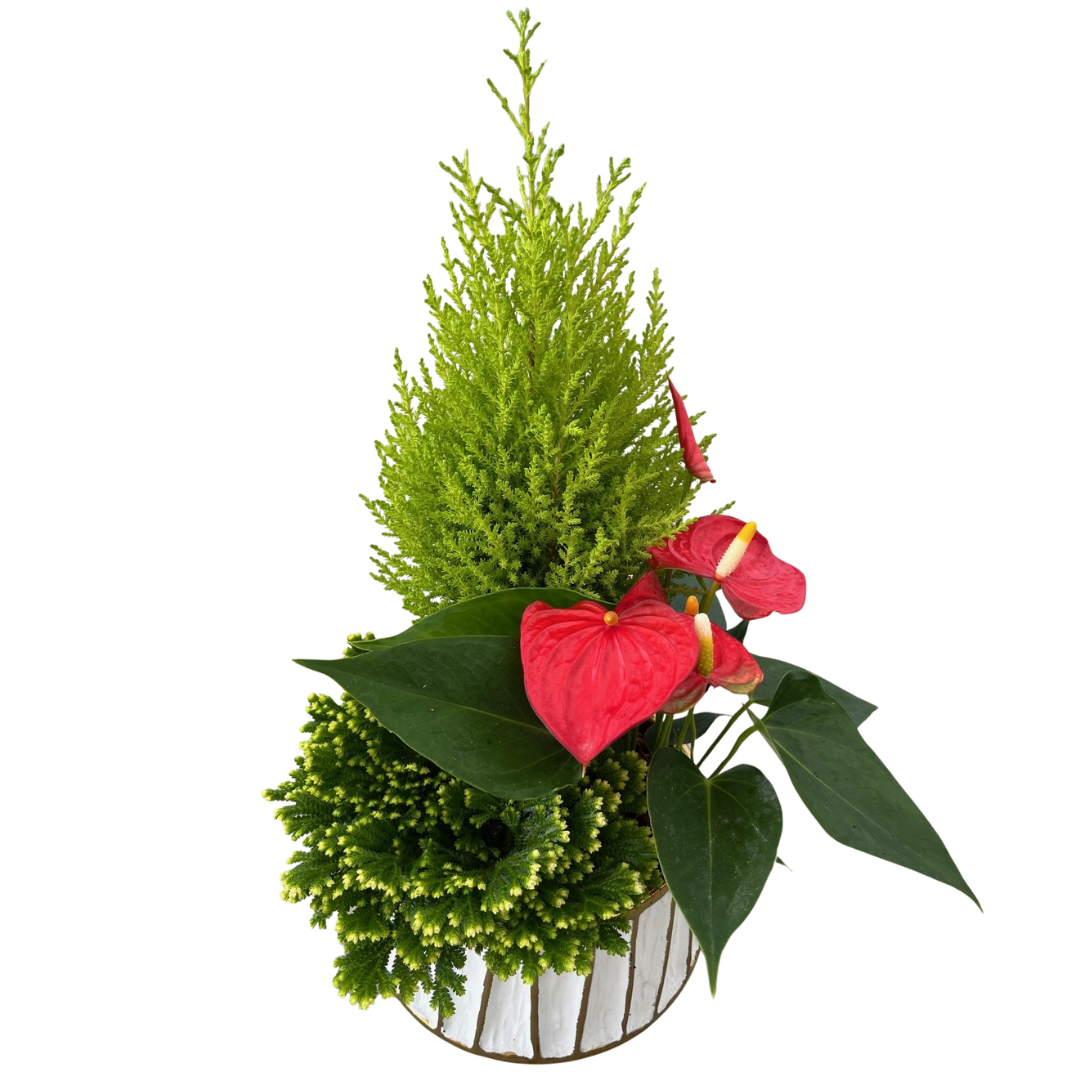 Christmas White Gold Stripe Tropical