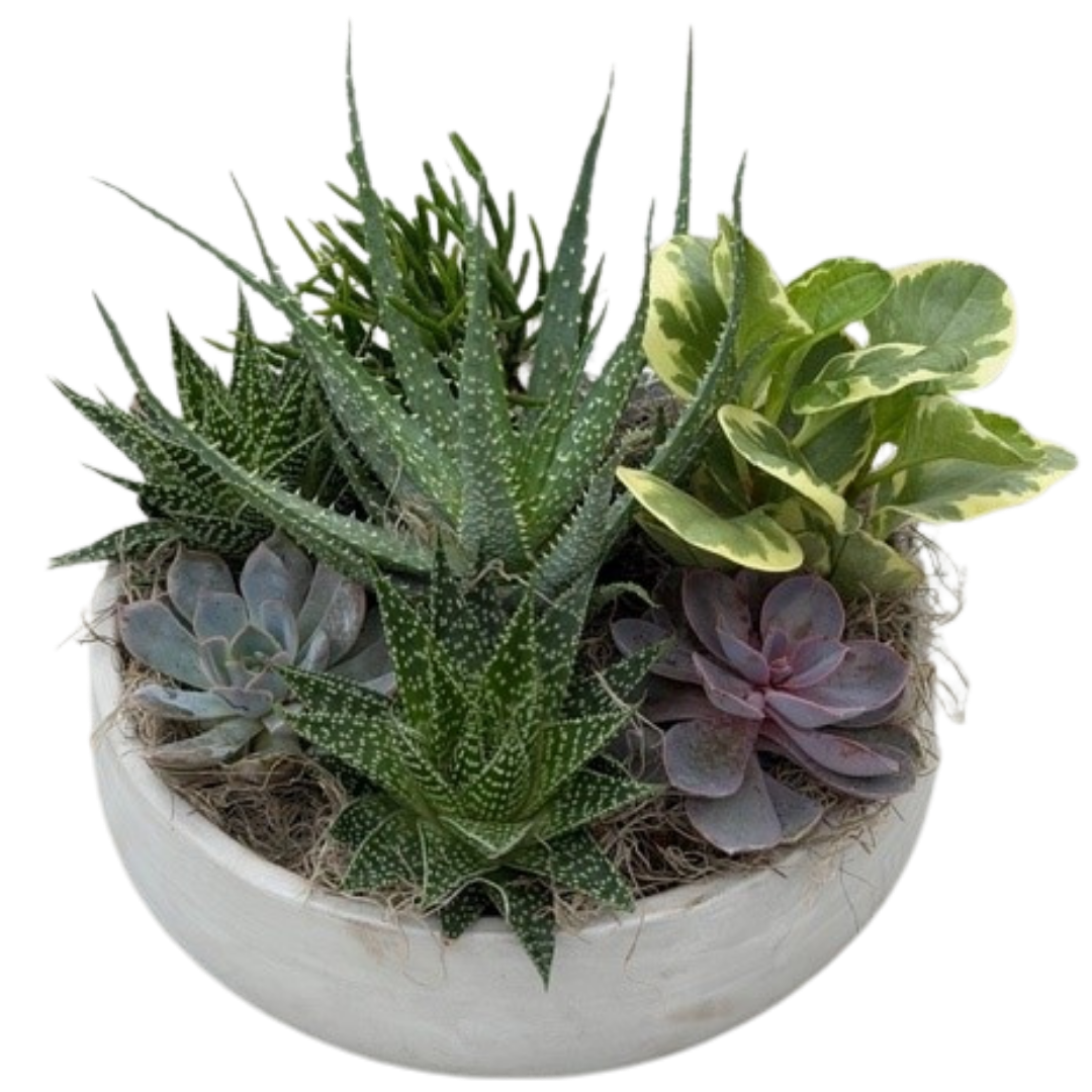 Concrete Succulent Round Bowl - Large