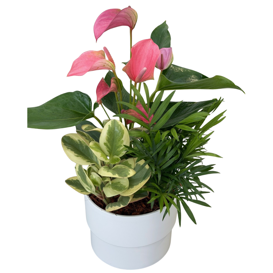 Manon Mixed Anthurium