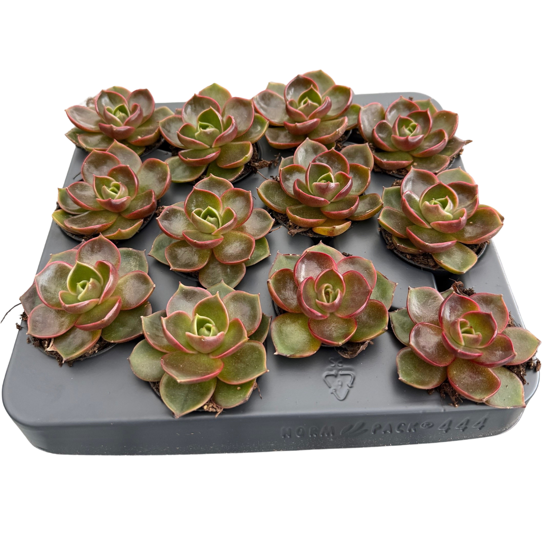 2.5" Echeveria Red Boss