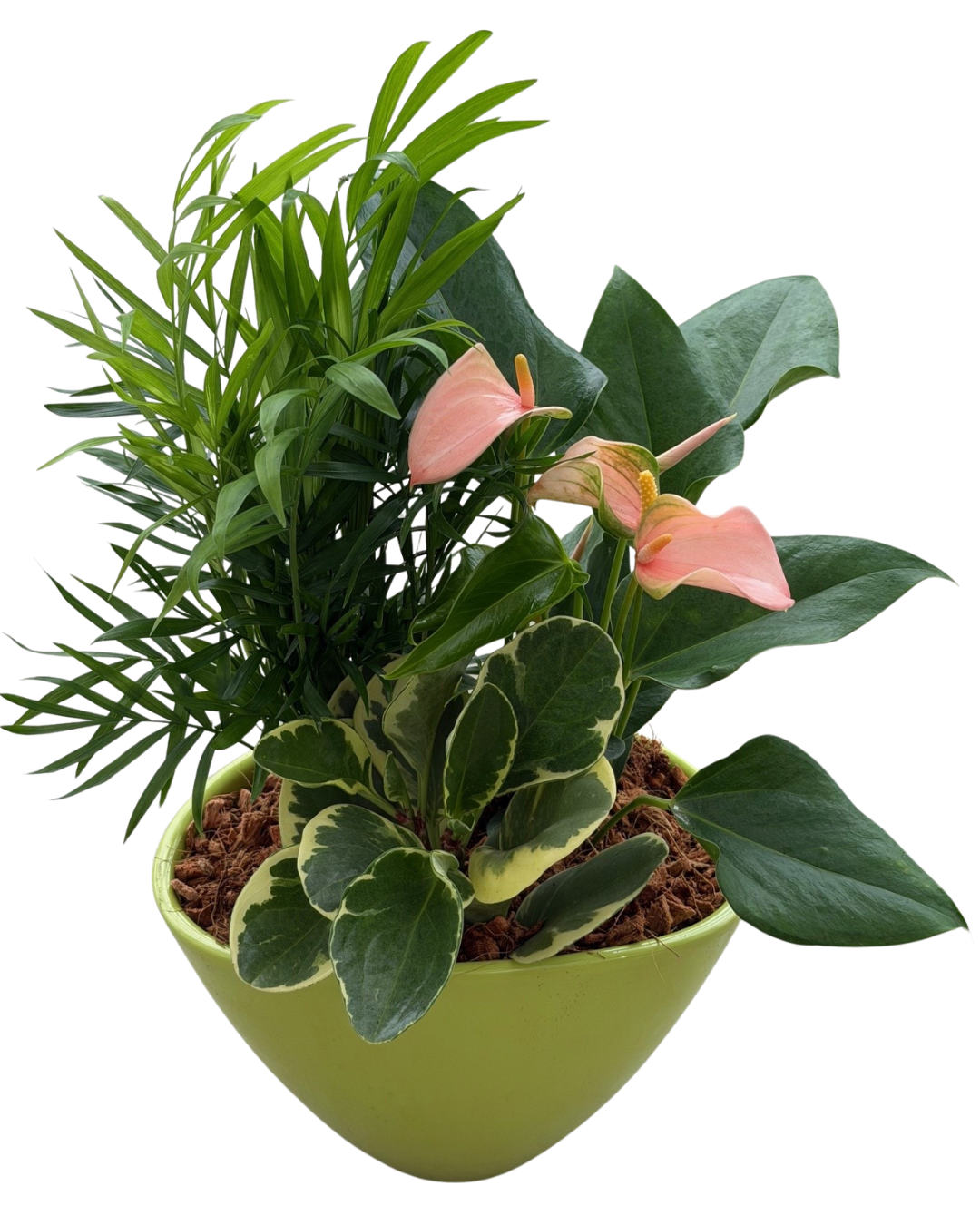 Mother's Day Lime Medium Eillen Anthurium