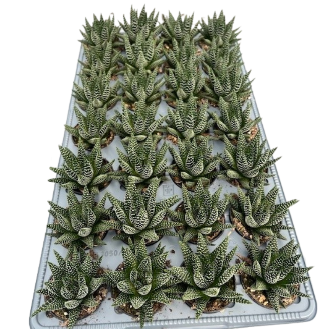 2.5" Hawarthia Royal Albert (Pack 28)