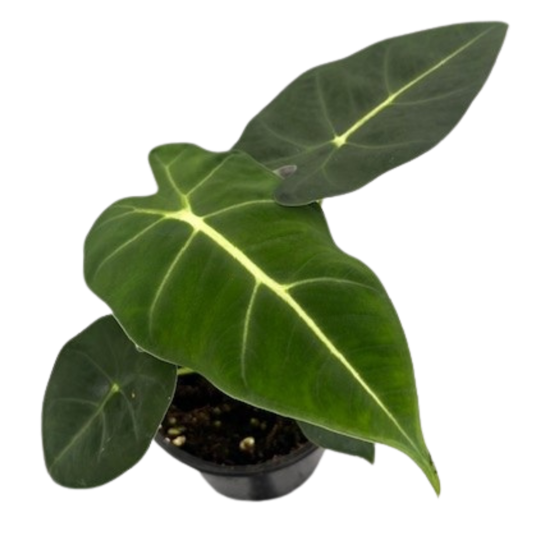 4" Alocasia Frydeck
