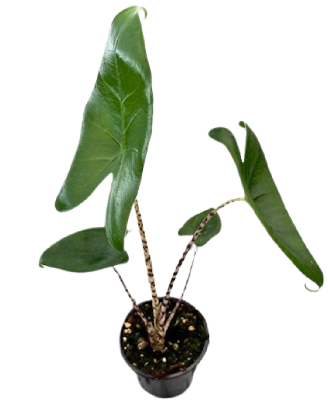 4" Alocasia Zebrina