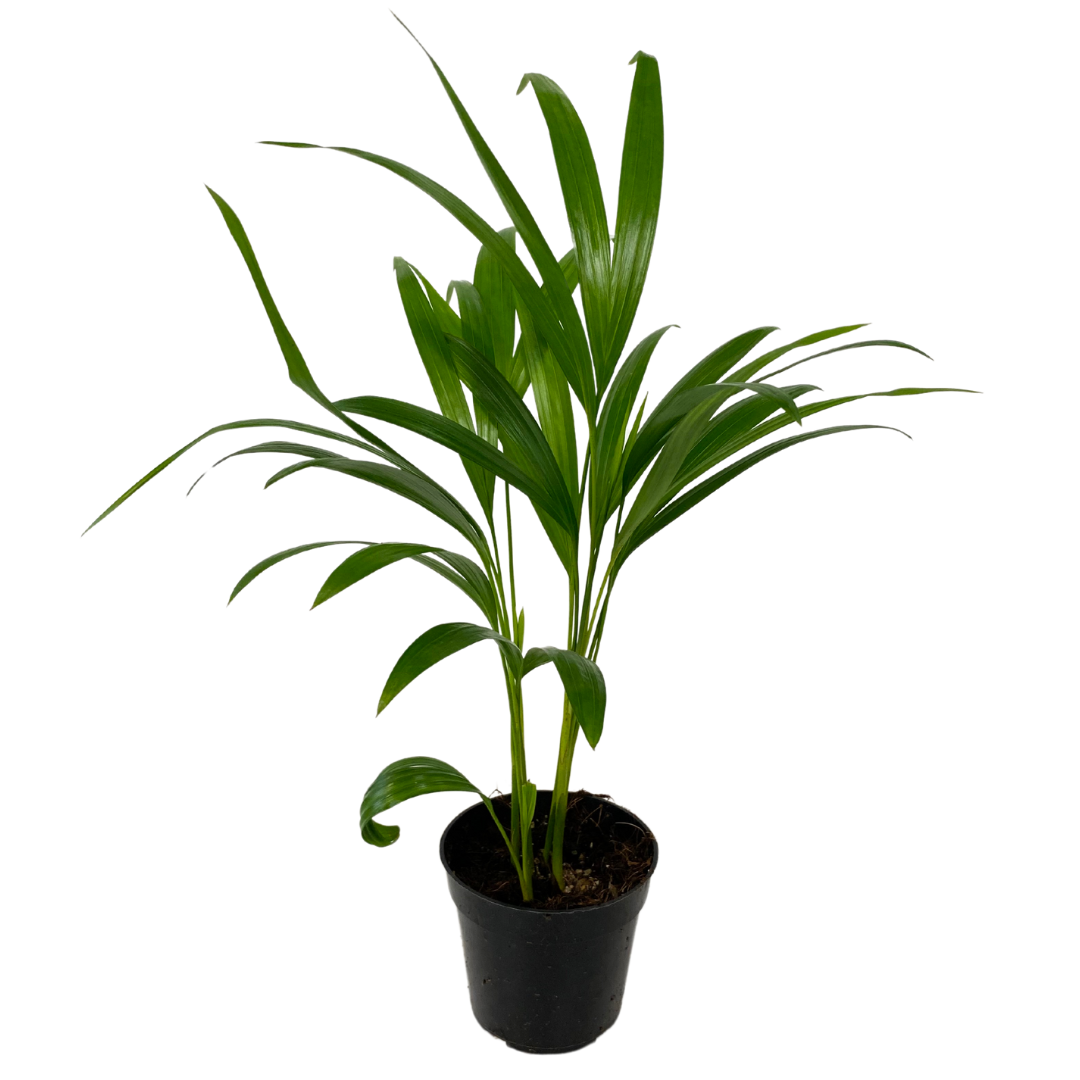 4" Aracea Palm