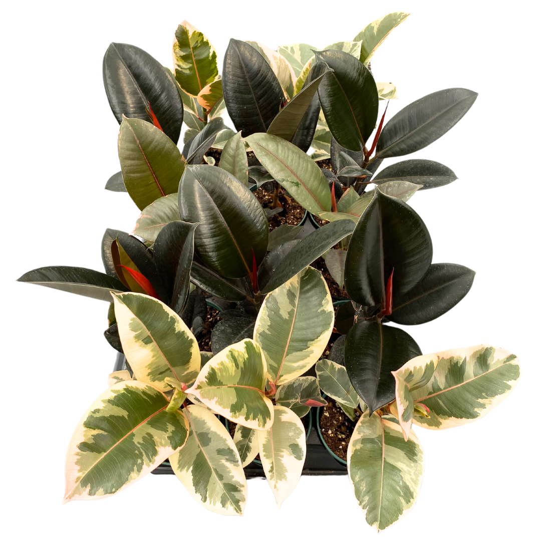 4" Assorted Ficus (Tray 18)