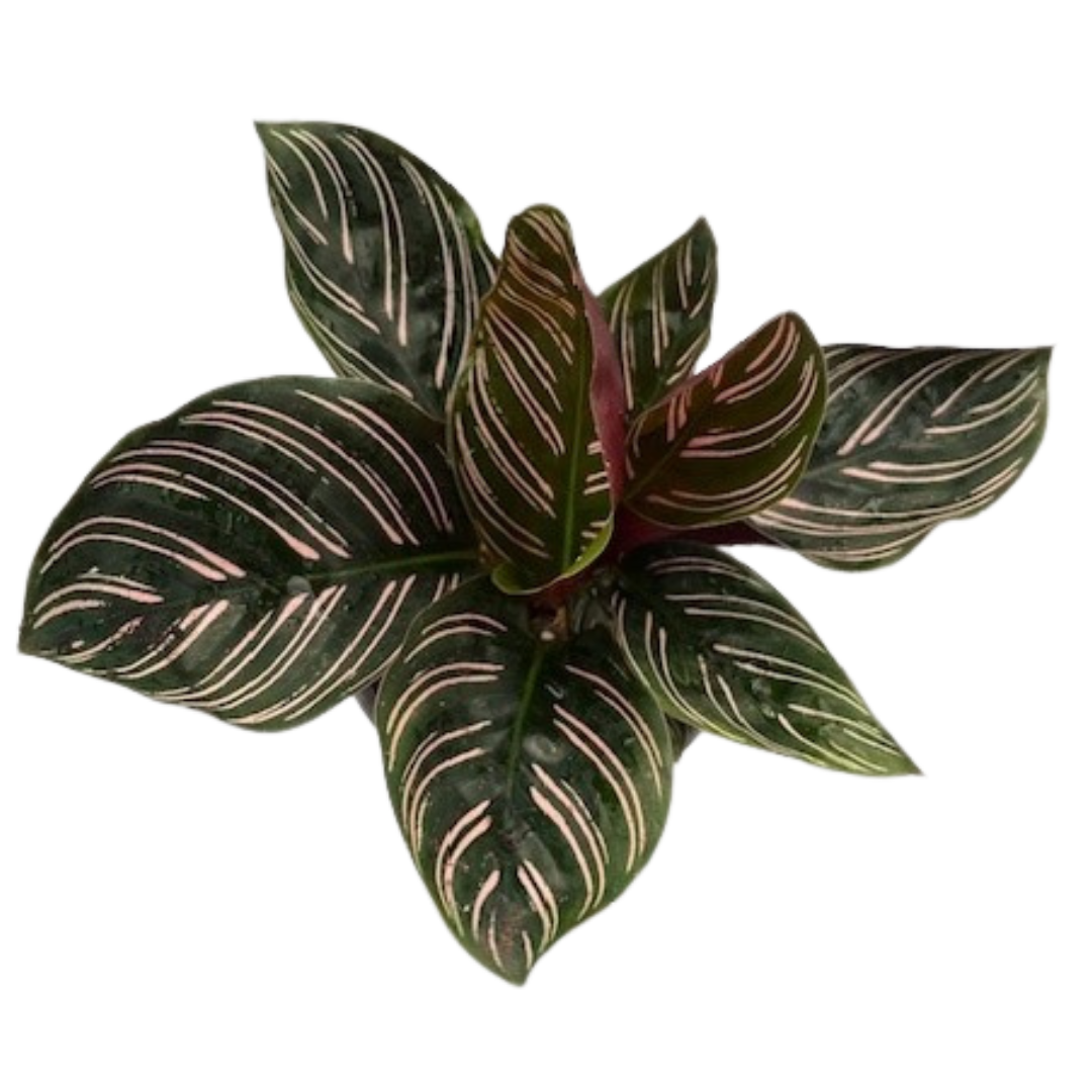 4" Calathea Ornata