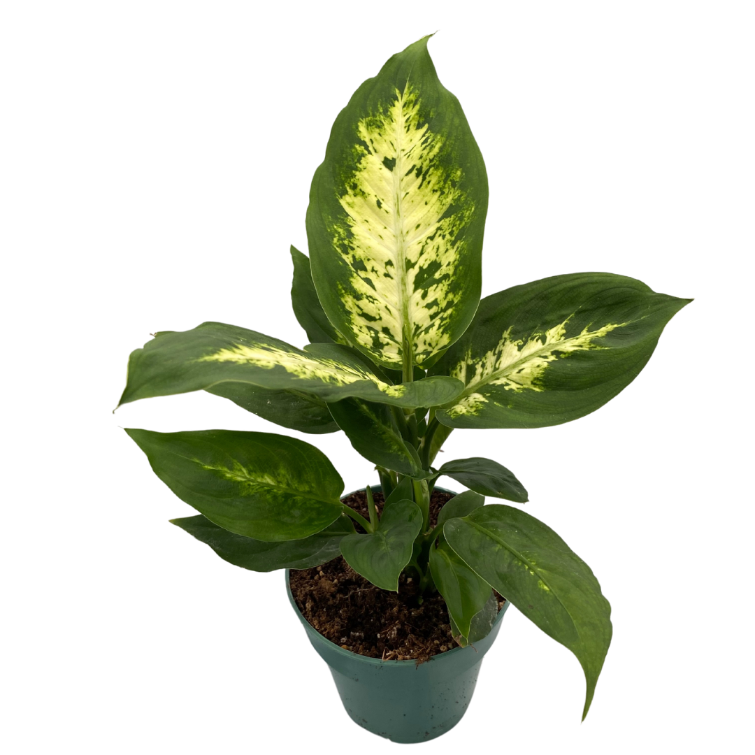 4" Dieffenbachia Compacta