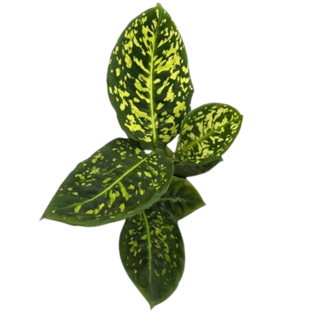 4" Dieffenbachia Reflector