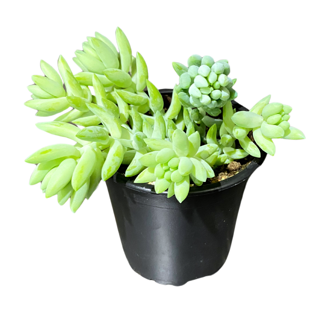 4" Donkey Tail