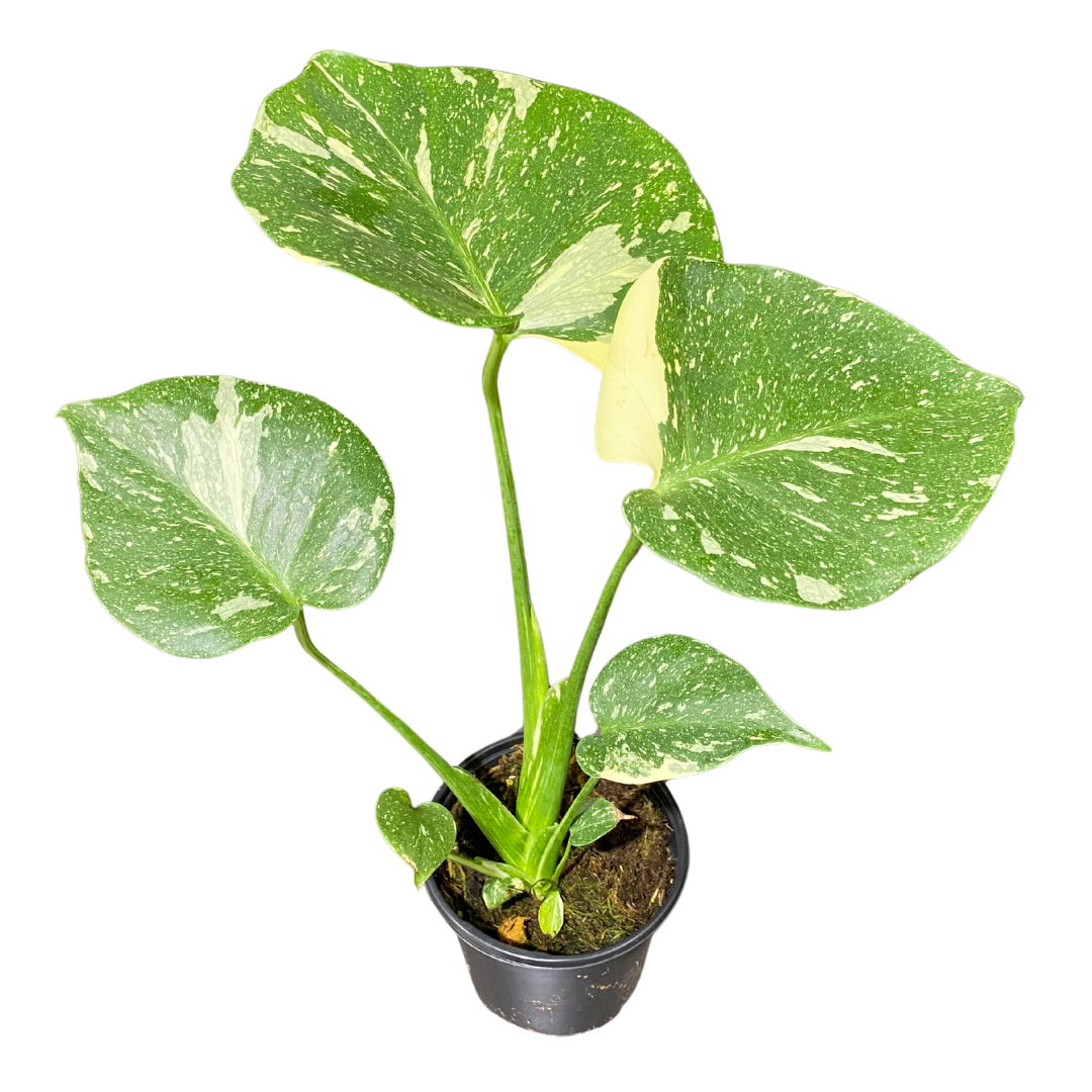 4" Monstera Tai Constellation