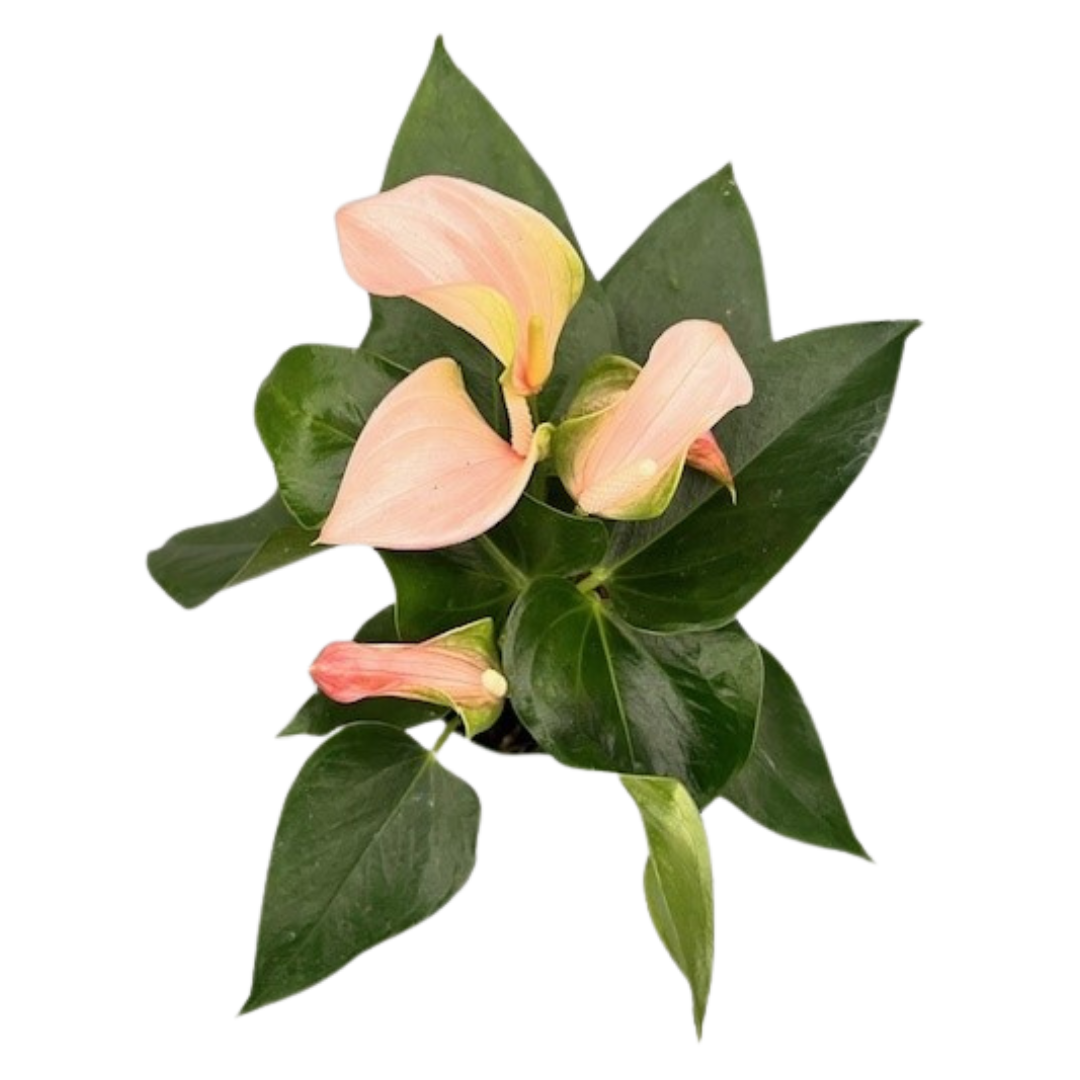 4" Anthurium Joli Peach