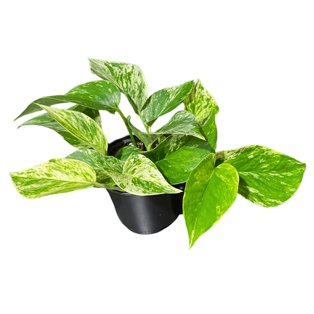 4" Pothos Marble Queen