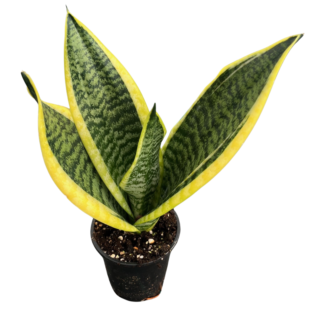 4" Sansevieria Superba