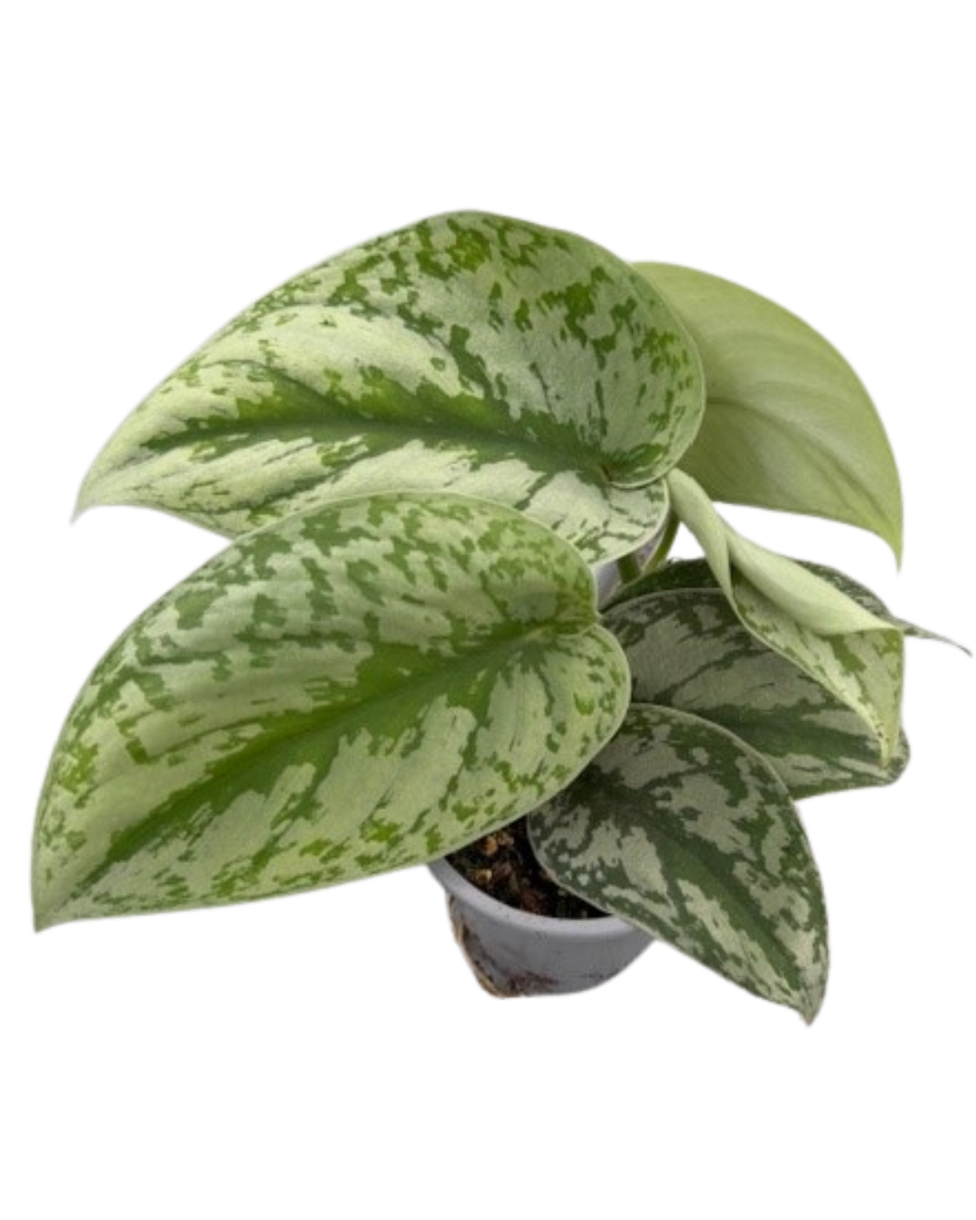 4" Scindapsus Exotica