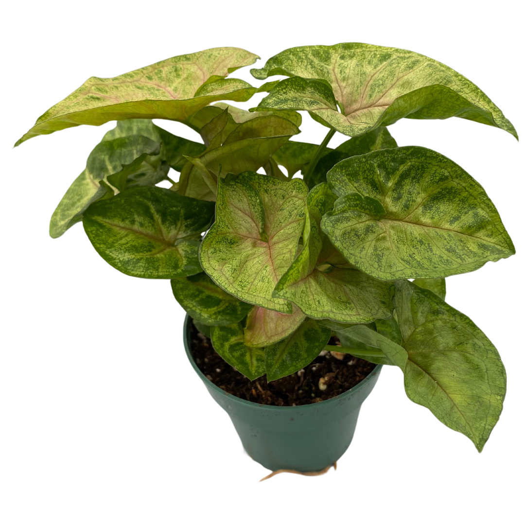 4" Syngonium Candy Berry