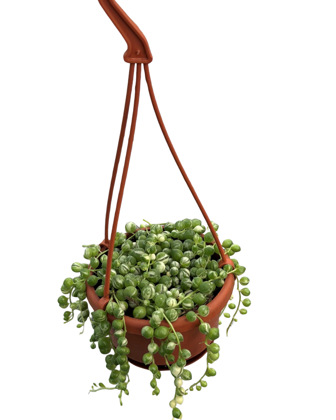4" Hanging Basket -  Variegated Pearls