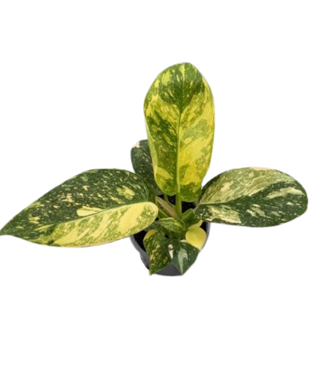 4" Philodendron Green Congo Variegated