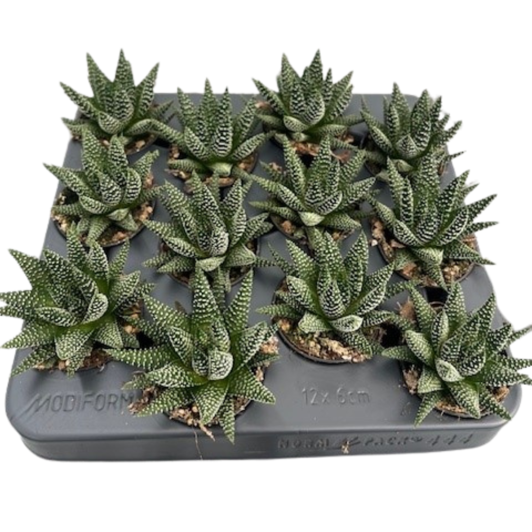 2.5" Hawarthia Royal Albert (Pack 12)